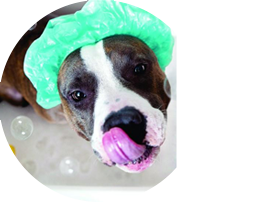 introducción a la peluquería canina